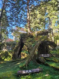 Travel photos from Week 9: Nov 21 - Nov 27: Buddhism, Dumplings, and a Distinct Culture thumbnail 15